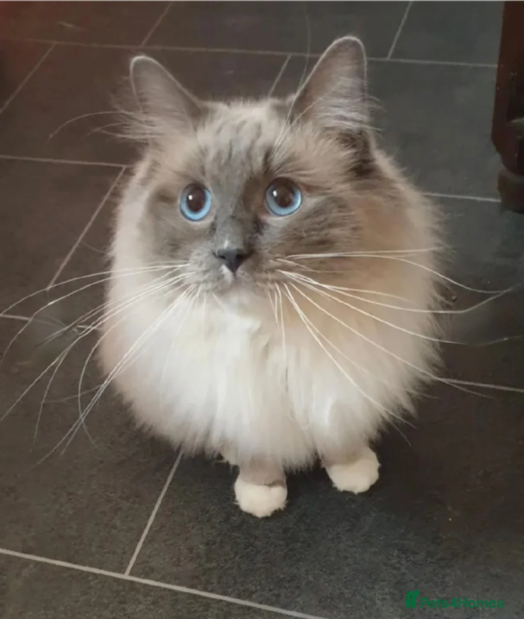 Ragdoll cats for stud: ❤️Magnificent GCCF Active Registered Stud❤️ - Advert 4