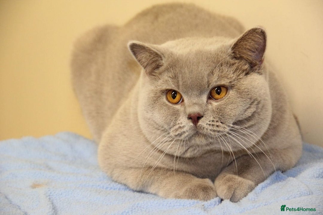 British Shorthair cats for stud: QUADRUPLE GRAND CHAMPION TICA in London - Advert 4