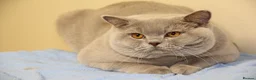 British Shorthair cats for stud: QUADRUPLE GRAND CHAMPION TICA in London - Advert 4
