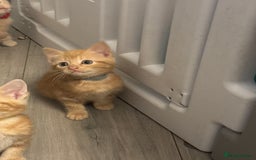 Domestic Shorthair cats for sale: Ginger kittens  - Image 12