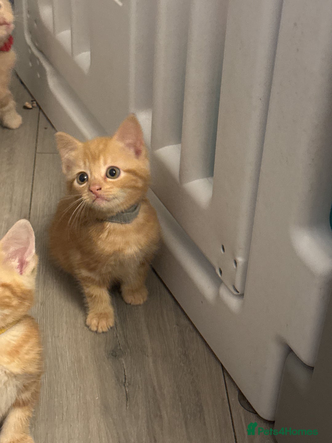 Domestic Shorthair cats for sale: Ginger kittens  - Image 12