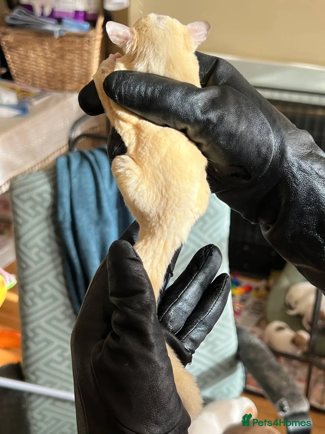 Sugar Glider rodents for sale: ✨ EXCEPTIONAL SUGAR GLIDER CLAN  - Advert 26