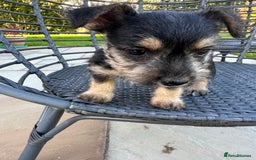 Mixed Breed dogs for sale: SNACKS - JACK RUSSELL x MINIATURE SCHNAUZER - Image 6
