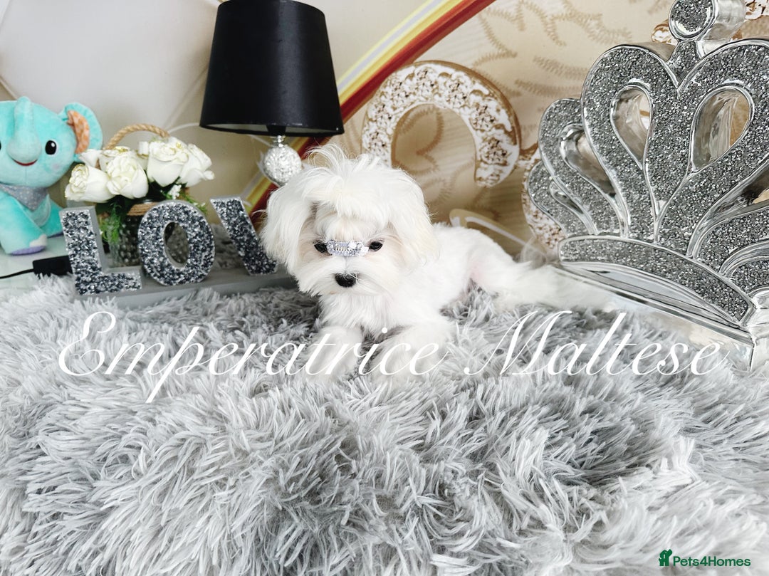 Maltese dogs for sale: Tiny KC Reg. Korean Line Maltese- by Emperatrice - Image 21