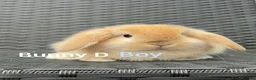 Mini Lop rabbits for sale: Baby mini lops for sale, ready now - Advert 4