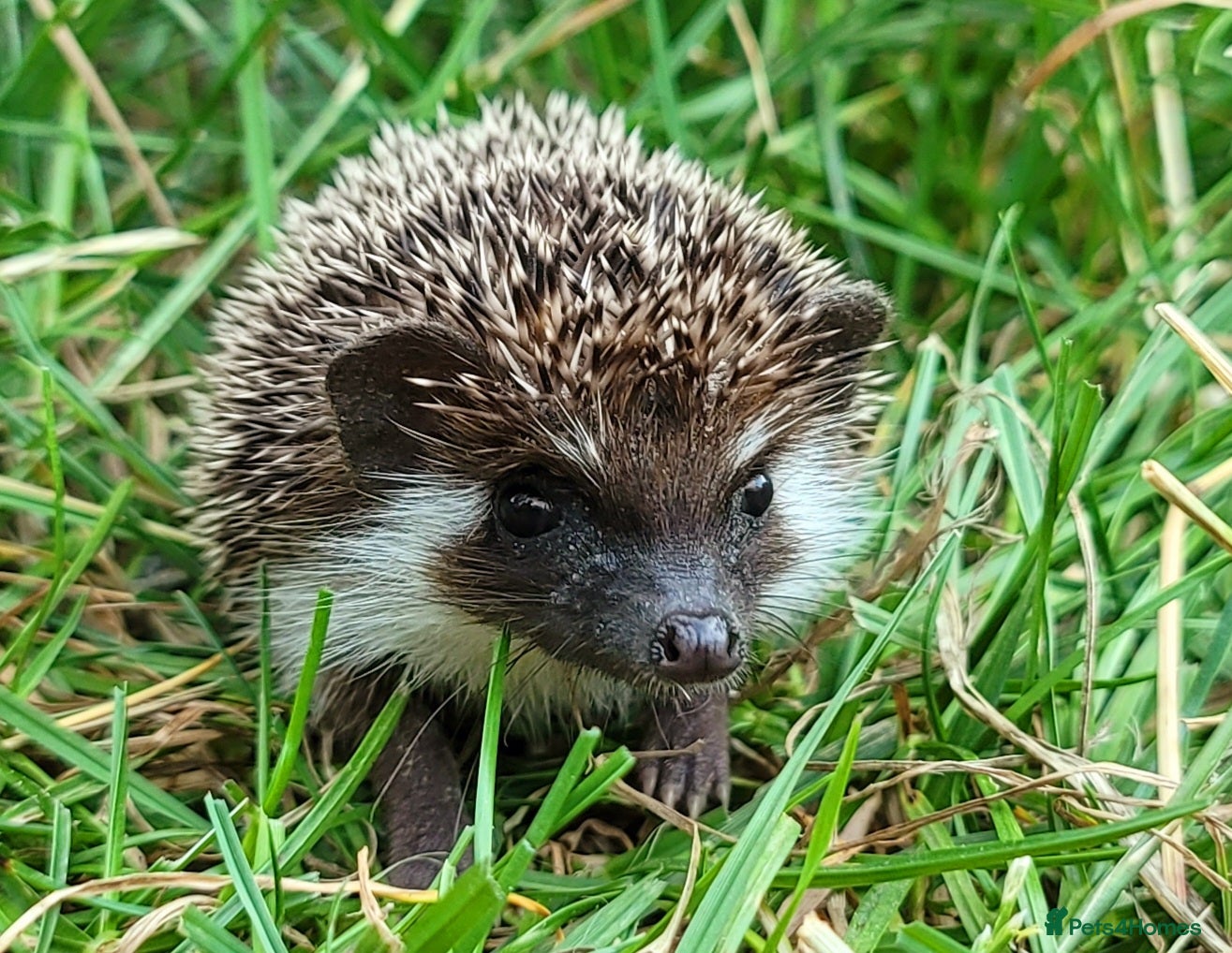 Pygmy Hedgehog rodents African Pygmy Hedgehog Hoglets  - Advert 1