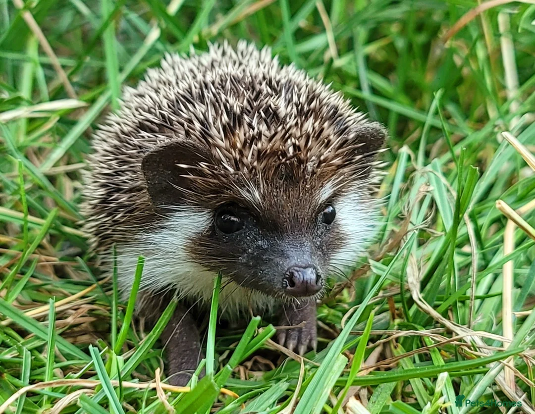 Pygmy Hedgehog rodents for sale: African Pygmy Hedgehog Hoglets  - Advert 1