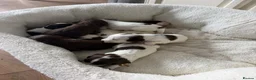 Cocker Spaniel dogs for sale: Cocker spaniel puppies - Advert 21