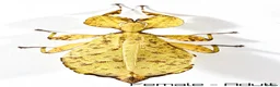 Stick Insects invertebrates for sale: Two mixed colour nymphs Leaf Stick insects - Advert 2