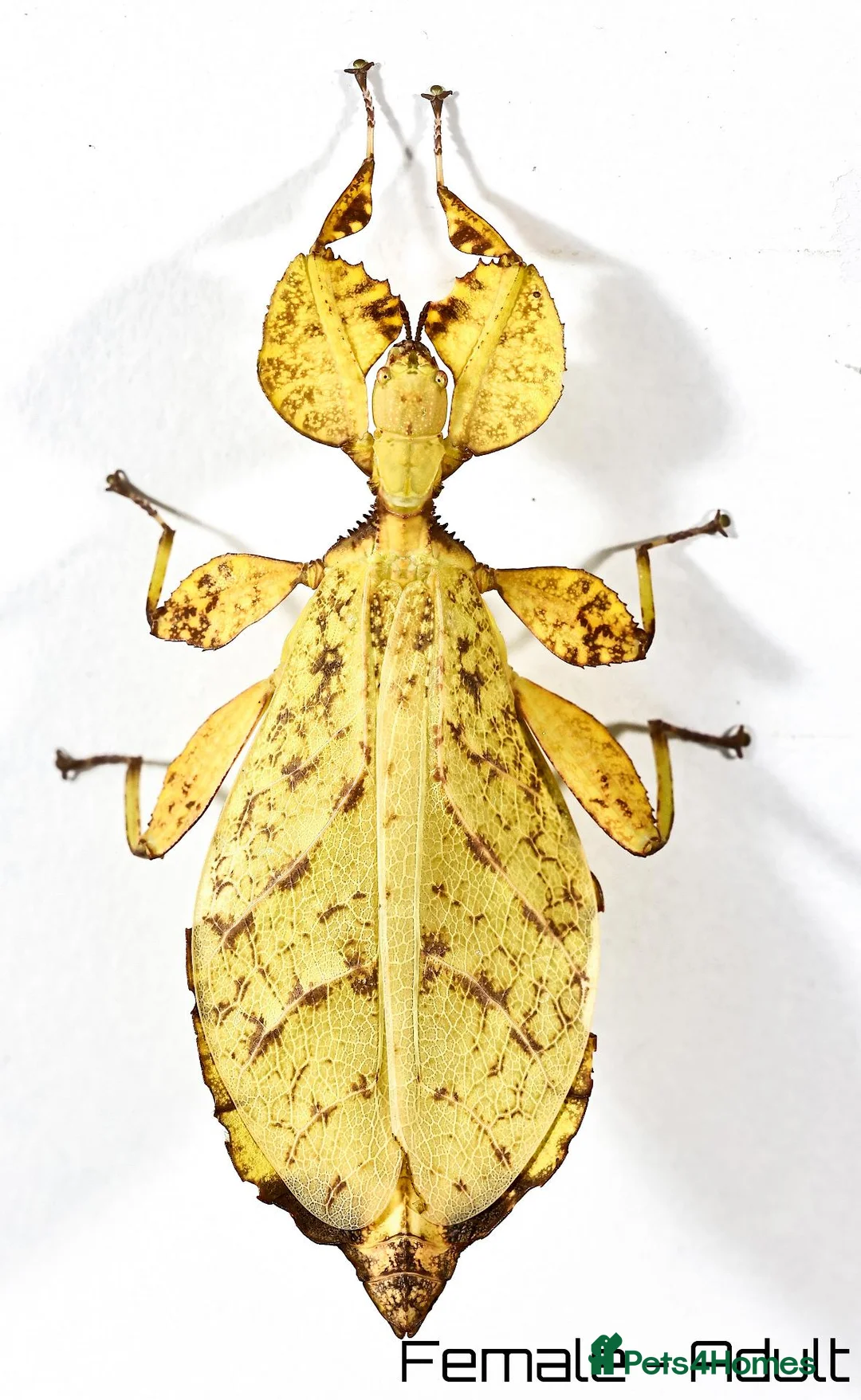 Stick Insects invertebrates for sale: Two mixed colour nymphs Leaf Stick insects - Advert 2