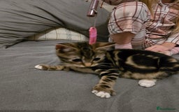 Mixed Breed cats for sale: Kittens for sale - Image 1