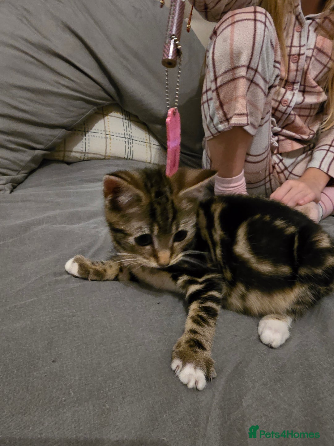 Mixed Breed cats for sale: Kittens for sale - Image 1