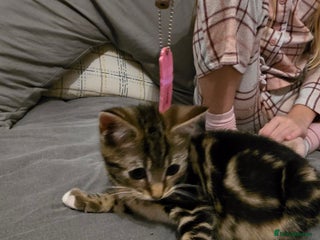 Mixed Breed cats - Advert 1