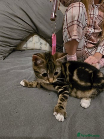 Mixed Breed cats - Advert 1