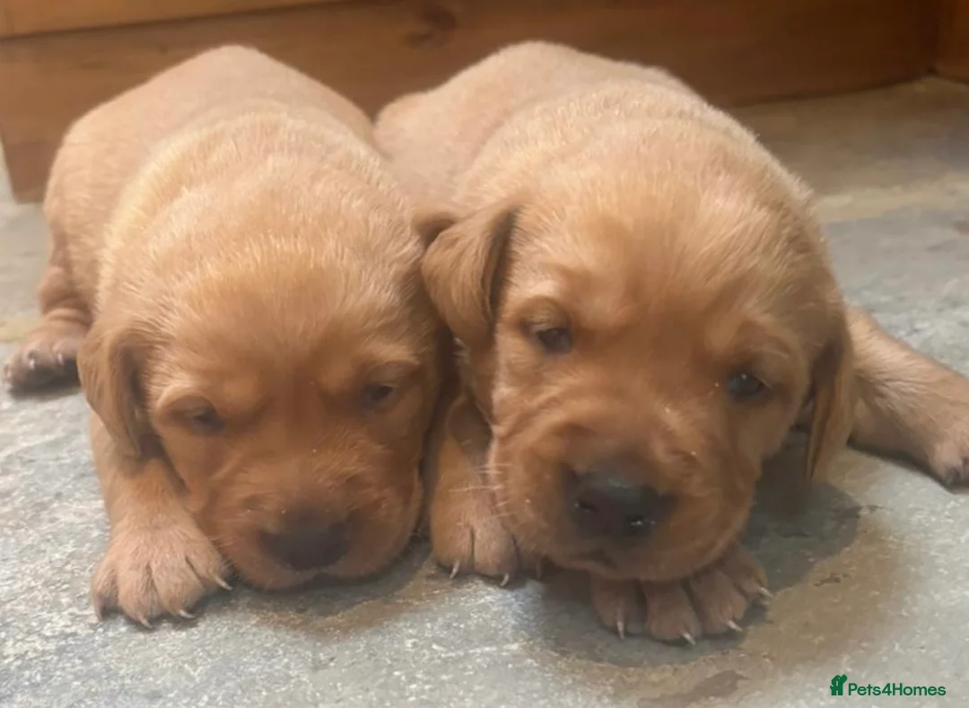 Labrador Retriever dogs for sale: STUNNING RED LABRADOR PUPPYS - Advert 13