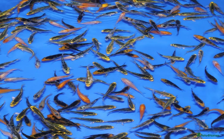 Koi Carp fish - Advert 2
