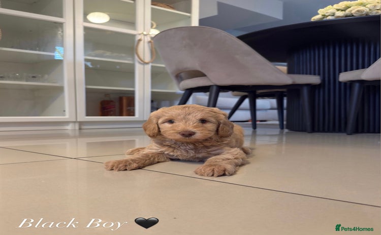 Australian Labradoodle dogs - Advert 5