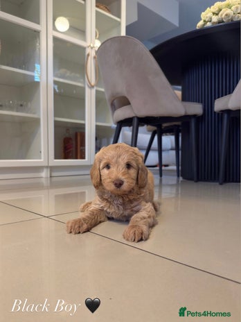 Australian Labradoodle dogs - Advert 1