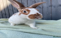 Mixed Breed rabbits for sale: Rabbits for Adoption - Image 1