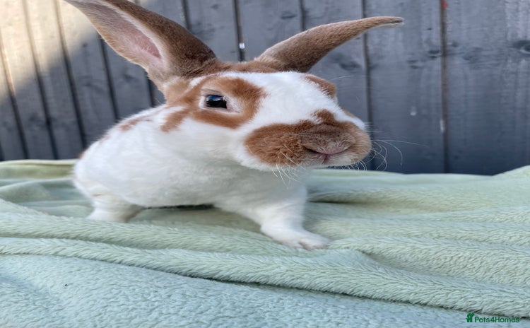 Mixed Breed rabbits - Advert 1