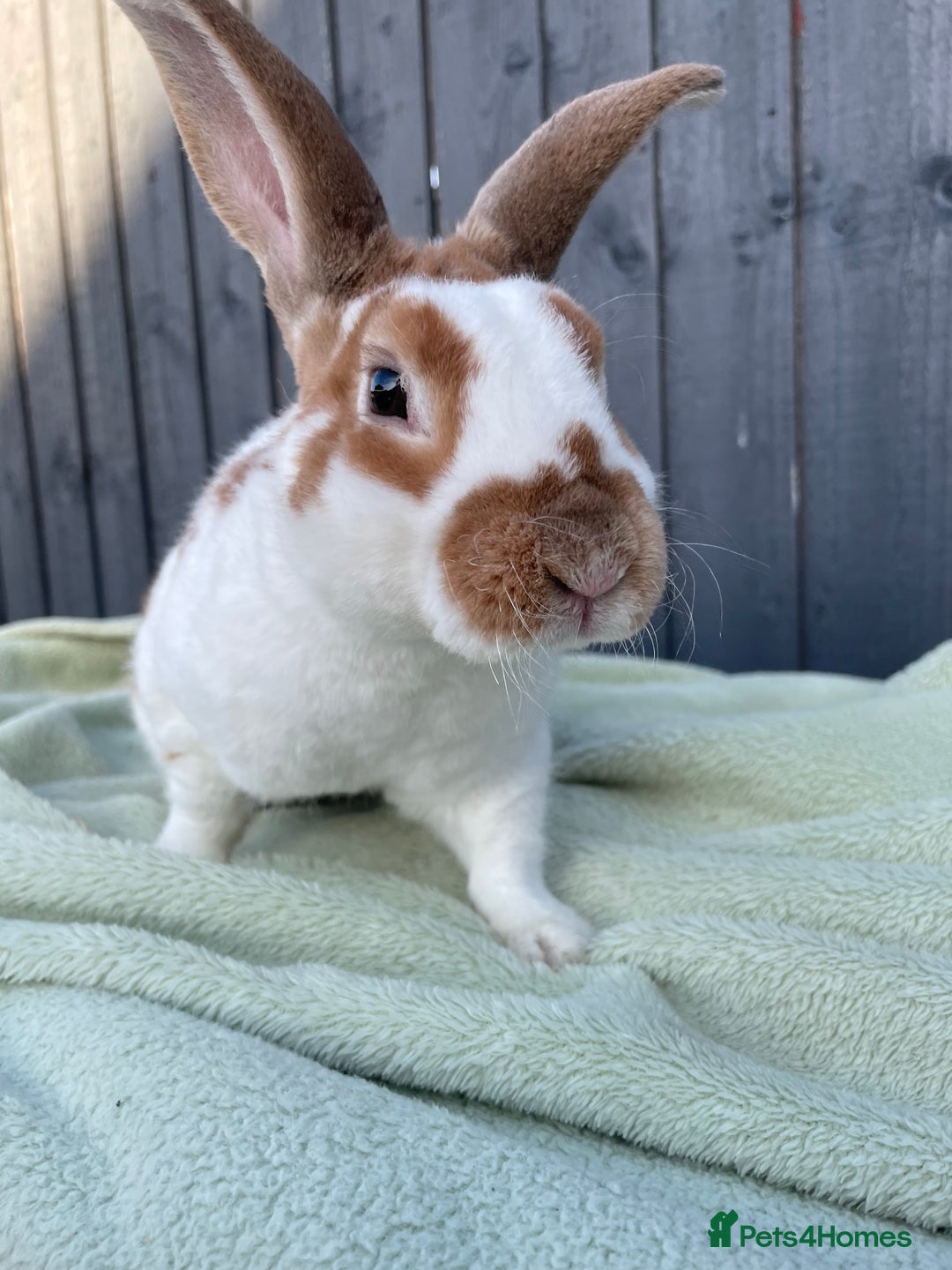 Mixed Breed rabbits for sale: Rabbits for Adoption - Image 1