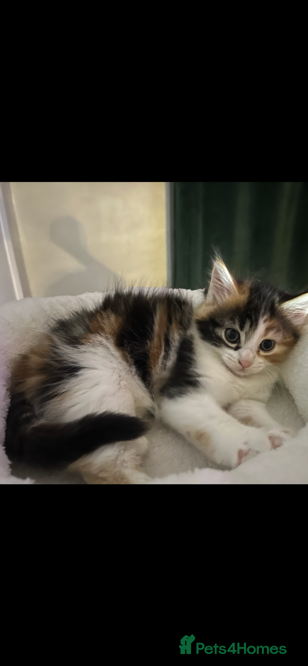 Norwegian Forest Cat cats for sale: Mixed bread/ Norwegian forest cat - Advert 2