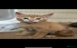Mixed Breed cats for sale: Beautiful kittens  - Image 15