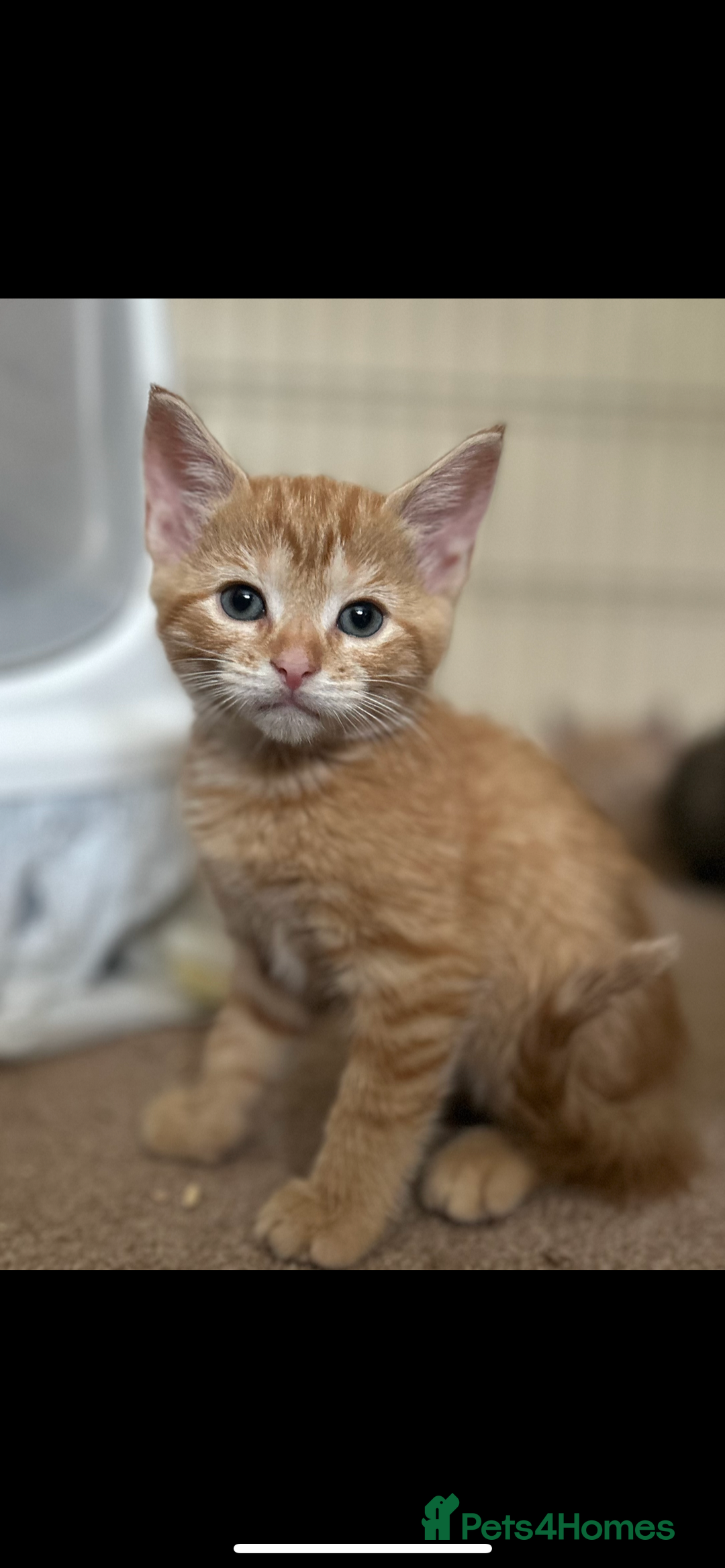 Mixed Breed cats for sale: Beautiful kittens  - Image 15