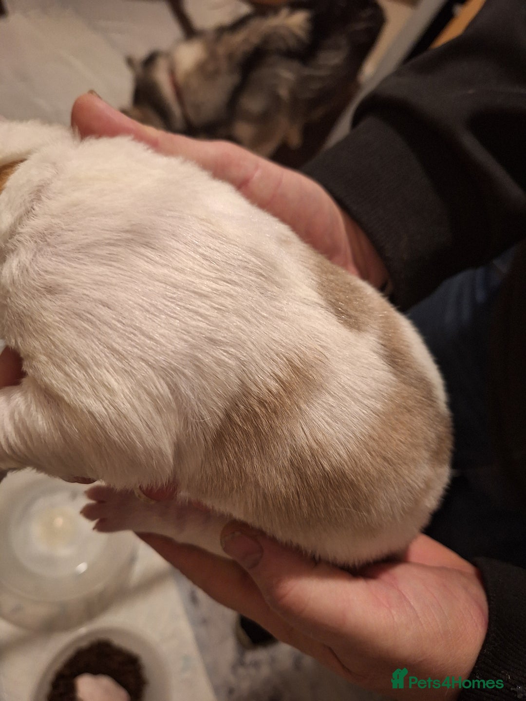 Siberian Husky dogs for sale: 7 SIBERIAN HUSKYS, 4 BOYS, 3 GIRLS - Advert 13