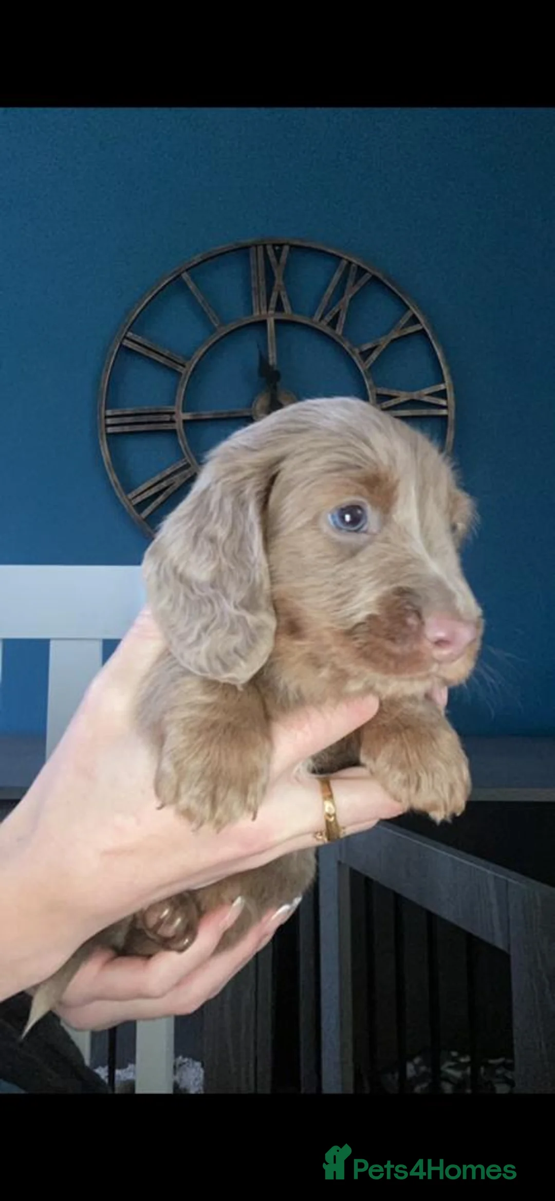 Miniature Dachshund dogs for stud: **RogueRoyales Luxe** PRA Clear Long Hair in Wolverhampton - Advert 24