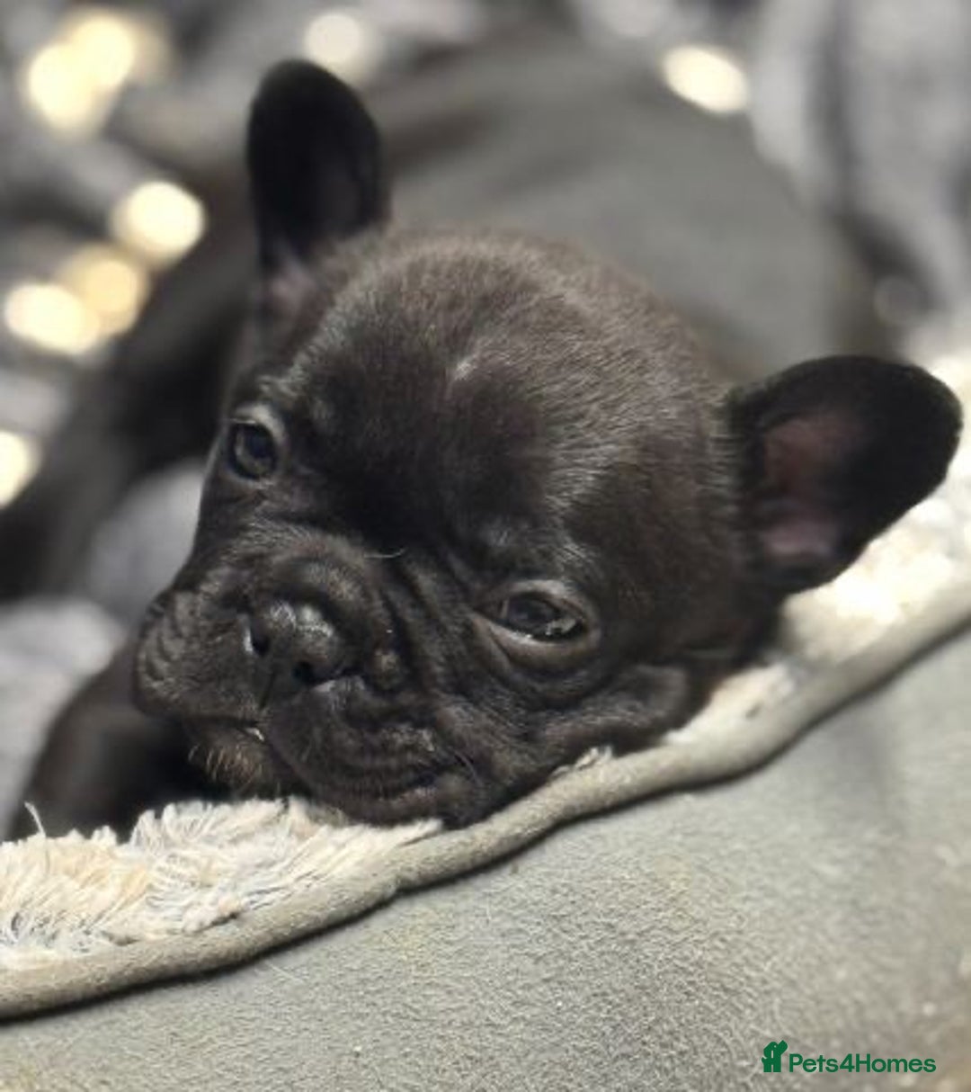French Bulldog dogs for sale: Quality Stunning Frenchies Bull Puppies  - Advert 11