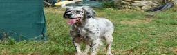 English Setter dogs for adoption: Bimba in Blaydon-on-Tyne - Advert 4