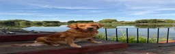 Golden Retriever dogs for sale: Family raised, fox red golden retriever puppies. - Advert 9