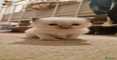Ragdoll cats - Advert 3