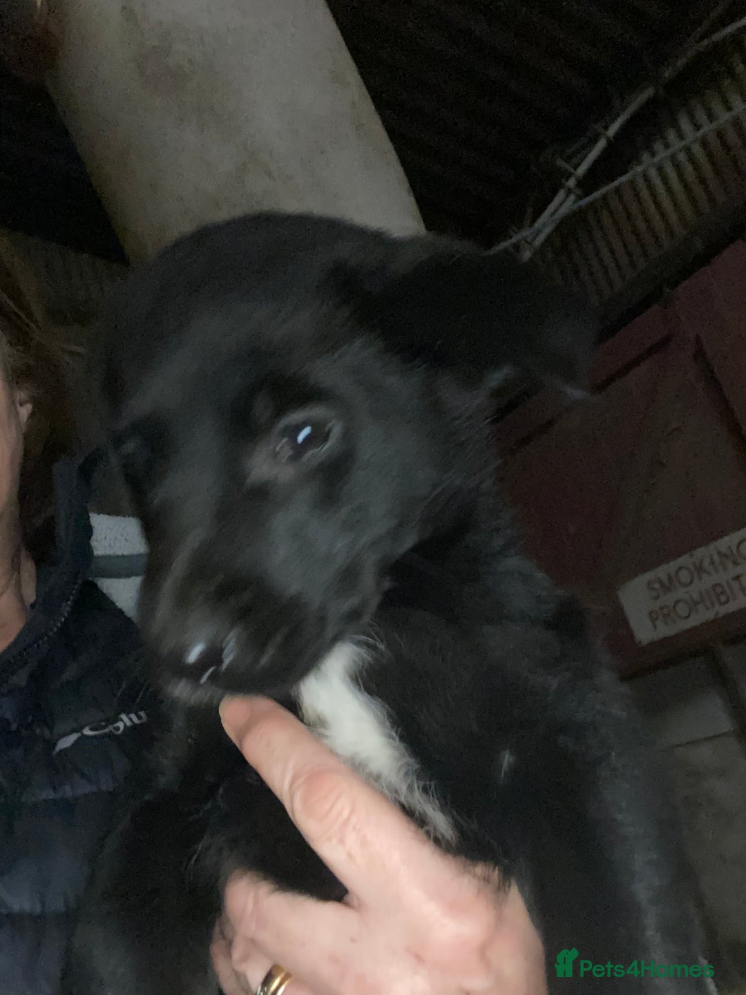 Mixed Breed dogs for sale: One little male Labrador x collie - Advert 24