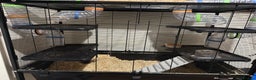 Gerbil rodents for sale: 2 gerbils including the main cage and travel cage - Advert 1