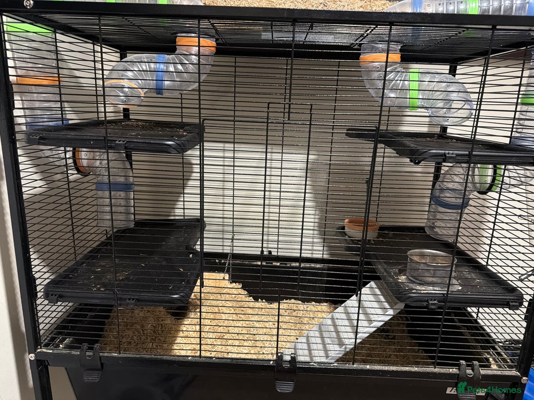 Gerbil rodents for sale: 2 gerbils including the main cage and travel cage - Advert 1