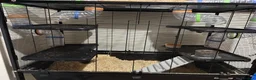 Gerbil rodents for sale: 2 gerbils including the main cage and travel cage - Advert 1