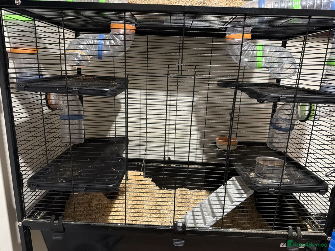 Gerbil rodents for sale: 2 gerbils including the main cage and travel cage - Advert 1