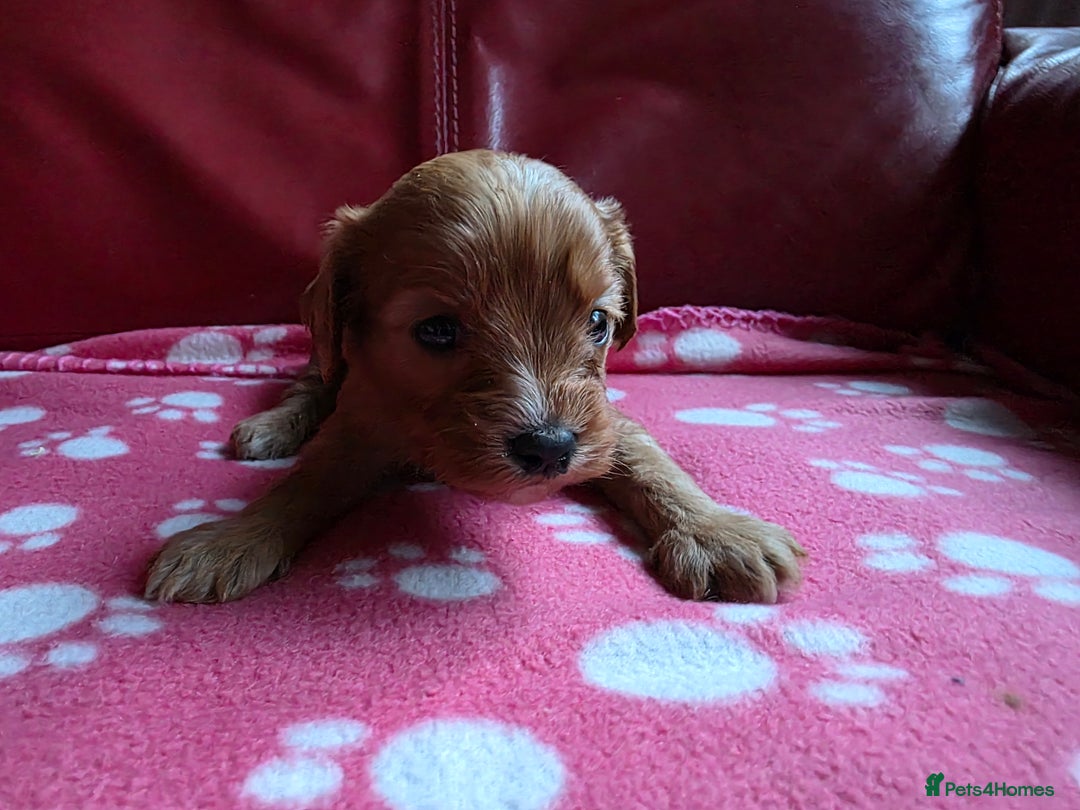 Cavapoo dogs for sale: F1 cavapoos  - Advert 2