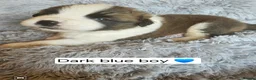 Saint Bernard dogs for sale: Saint Bernard‘s puppies - Advert 24
