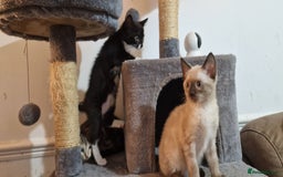 Bengal cats for sale: Gorgeous Bengal/Savannah x DS - Image 11