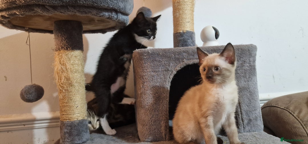 Bengal cats for sale: Gorgeous Bengal/Savannah x DS - Image 11