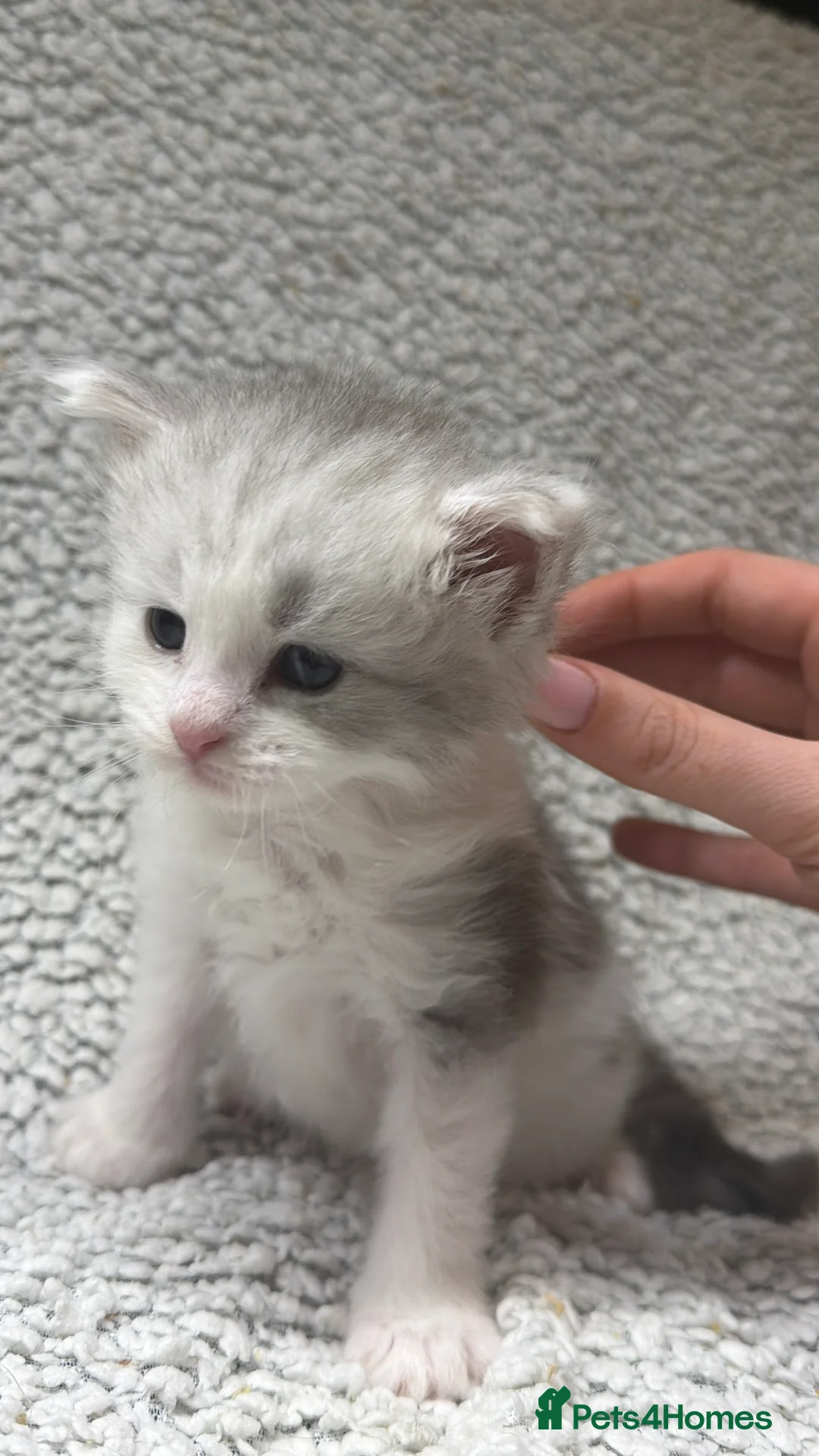 Maine Coon cats for sale: Beautiful maine coons - Advert 11