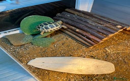 Tortoise reptiles for sale: Horefield tortoise  - Image 3