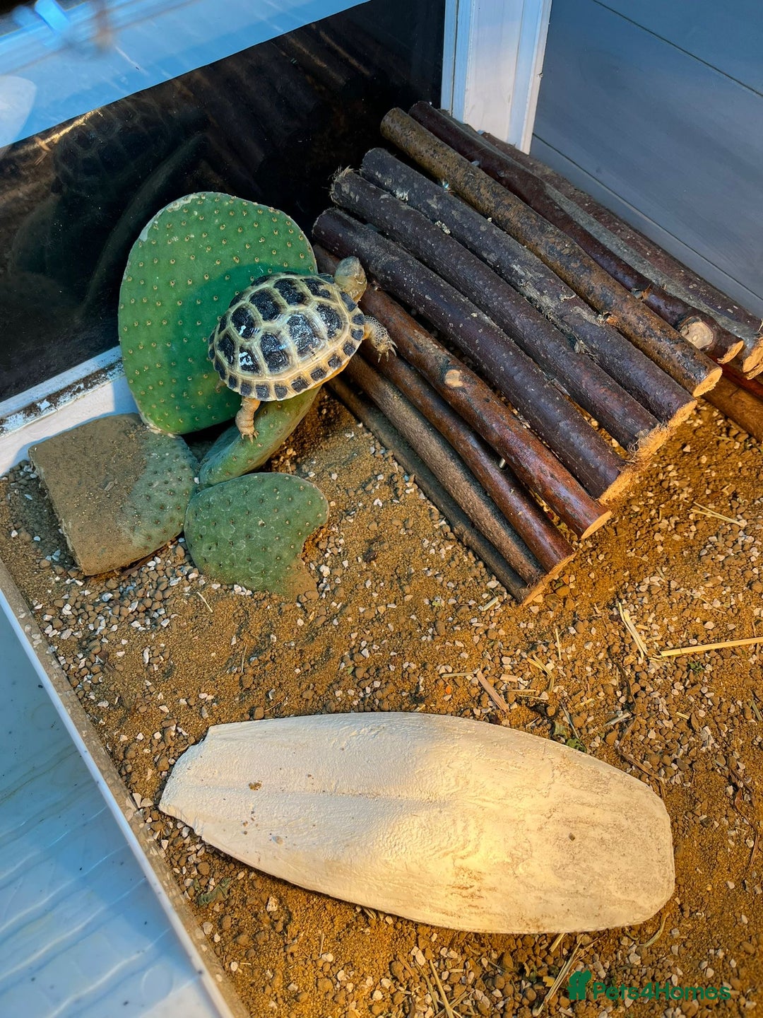 Tortoise reptiles for sale: Horefield tortoise  - Image 3