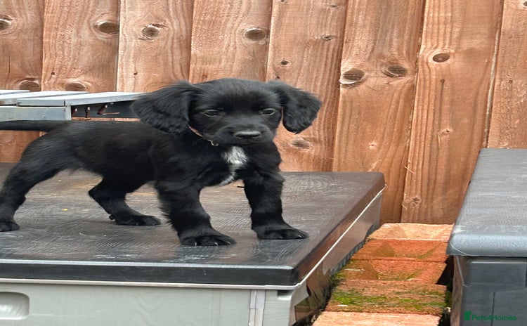 Cocker Spaniel dogs - Advert 5
