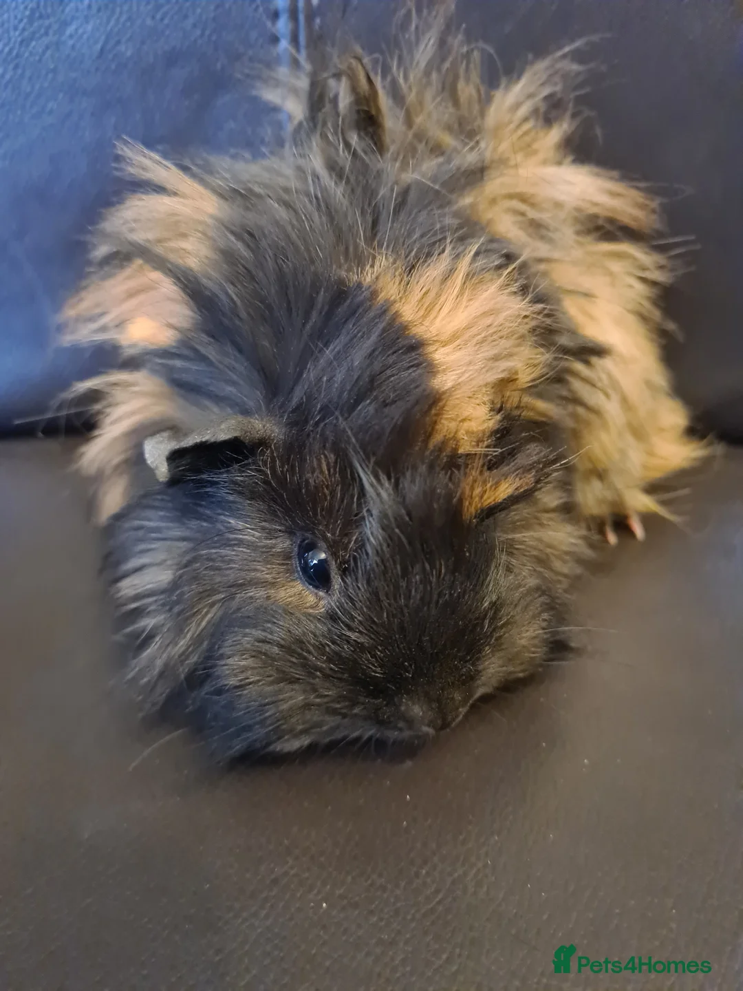Guinea Pig rodents for sale: Beautiful fluffy baby sisters  - Advert 6