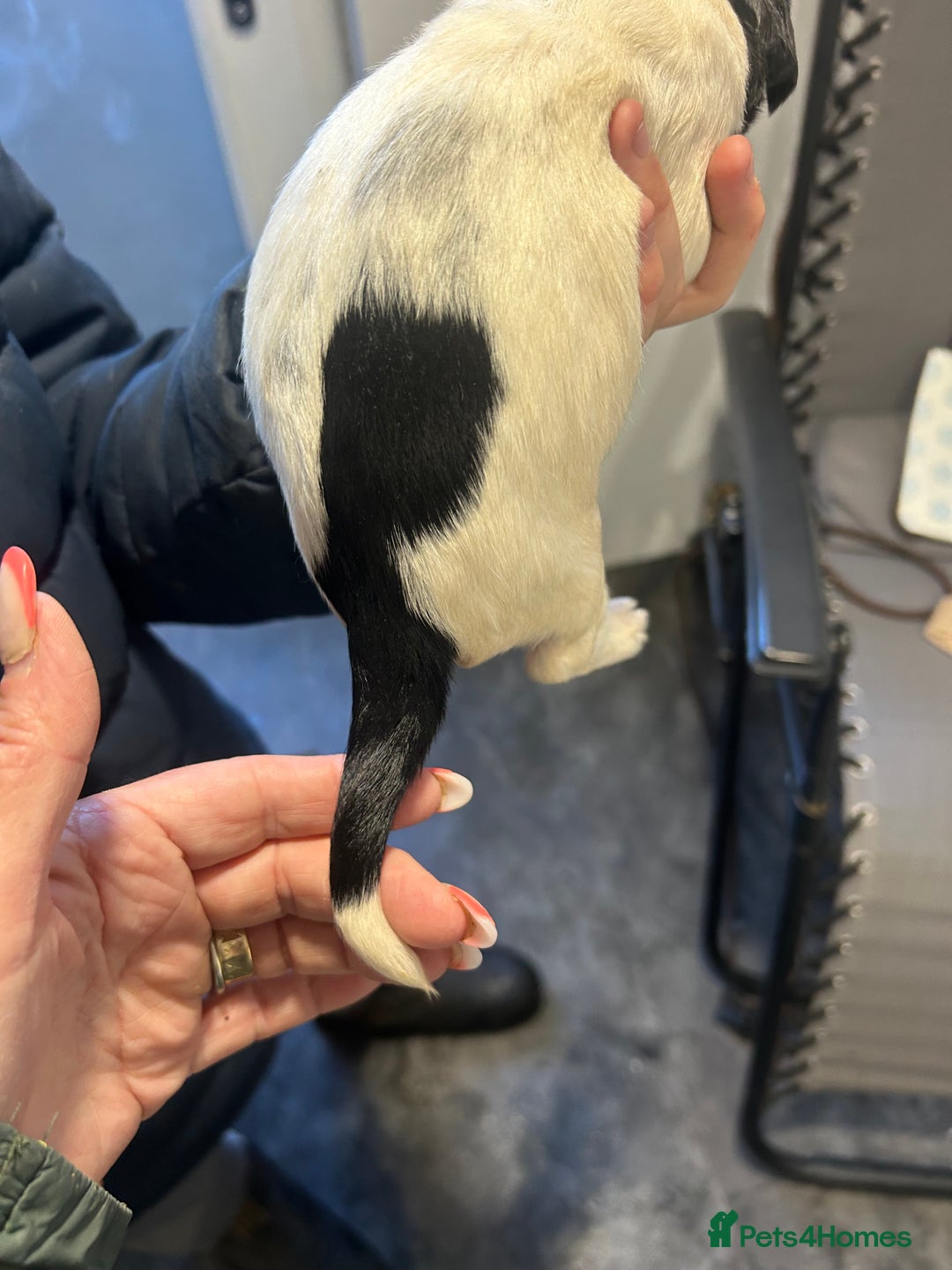 English Springer Spaniel dogs for sale: KC registered Springer spaniels puppies  - Image 35