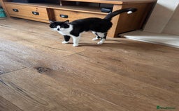 Domestic Shorthair cats for sale: Older cats needing rehoming  - Image 2